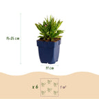 Green boutiQ - Plante vivace - Aster Wood's Pink - Astilbe - Attire les abeilles et les papillons - Rose - 6 plantes - Pot 11 cm - Hauteur 15-25 cm
