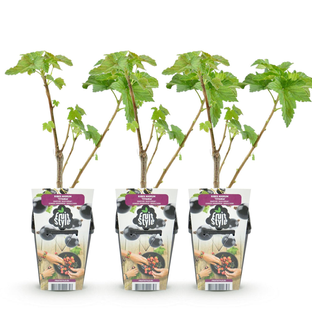 Green boutiQ - Plants fruitiers - Cassis - Ribes nigrum Titania - Rustique - 3 plantes - Pot 9 cm - Cassis