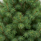 2x Picea glauca Conica - Dwarf Alberta Spruce - Green - Christmas tree - Ø23cm - ↕80cm