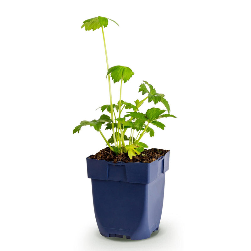 Green boutiQ - Vasteplant - Astrantia major - Sterrenkruid - Schaduw - Wit-Roze - 1 Plant - Pot 11cm - Hoogte 15-25cm