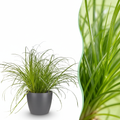 Green boutiQ - Plante d'intérieur - Cyperus alternifolius Zumula - Herbe à chat - Plante adaptée aux animaux de compagnie - Vert - 1 plante - avec pot gris - Pot 12 cm - Hauteur 20 cm