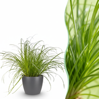 Green boutiQ - Kamerplant - Cyperus alternifolius Zumula - Kattengras - Huisdiervriendelijke Plant - Groen - 1 Plant - met Potter Grijs - Pot 12cm - Hoogte 20cm