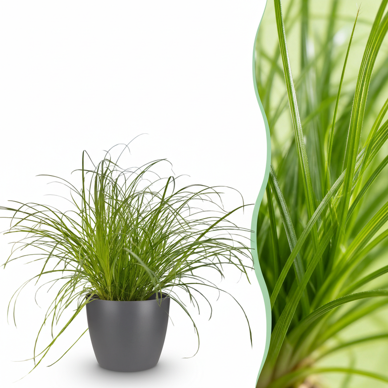 Green boutiQ - Kamerplant - Cyperus alternifolius Zumula - Kattengras - Huisdiervriendelijke Plant - Groen - 1 Plant - met Potter Grijs - Pot 12cm - Hoogte 20cm