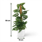 Green boutiQ - Plante d'intérieur - Monkey Mask - Monstera Adansonii sur tuteur - Vert - Peu d'entretien - 1 plante - avec pot blanc - Pot 19 cm - Hauteur 90 cm