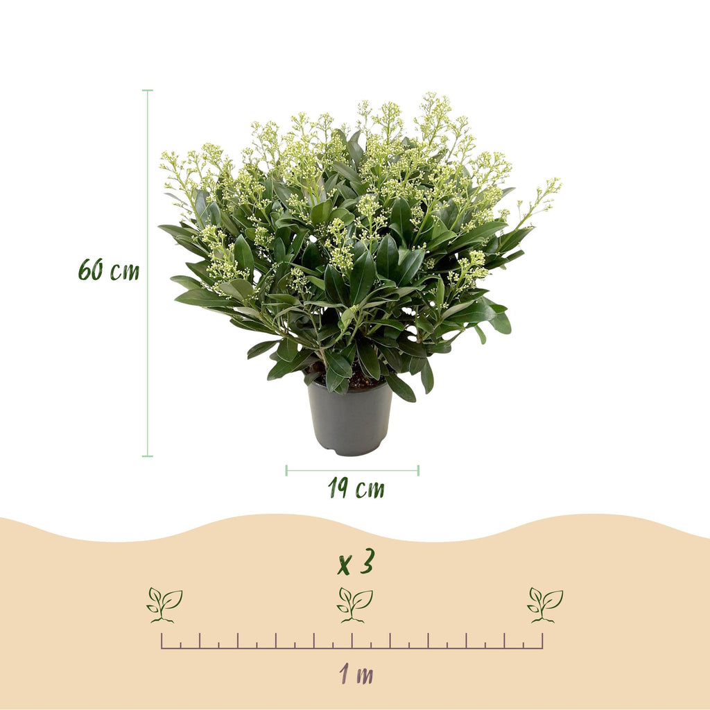 Green boutiQ - Plante de terrasse - Skimmia japonica Finchy - Fleur blanche - 40+ Fleurs - 2 Plantes - Résistante au froid - Pot 19cm Hauteur 60cm