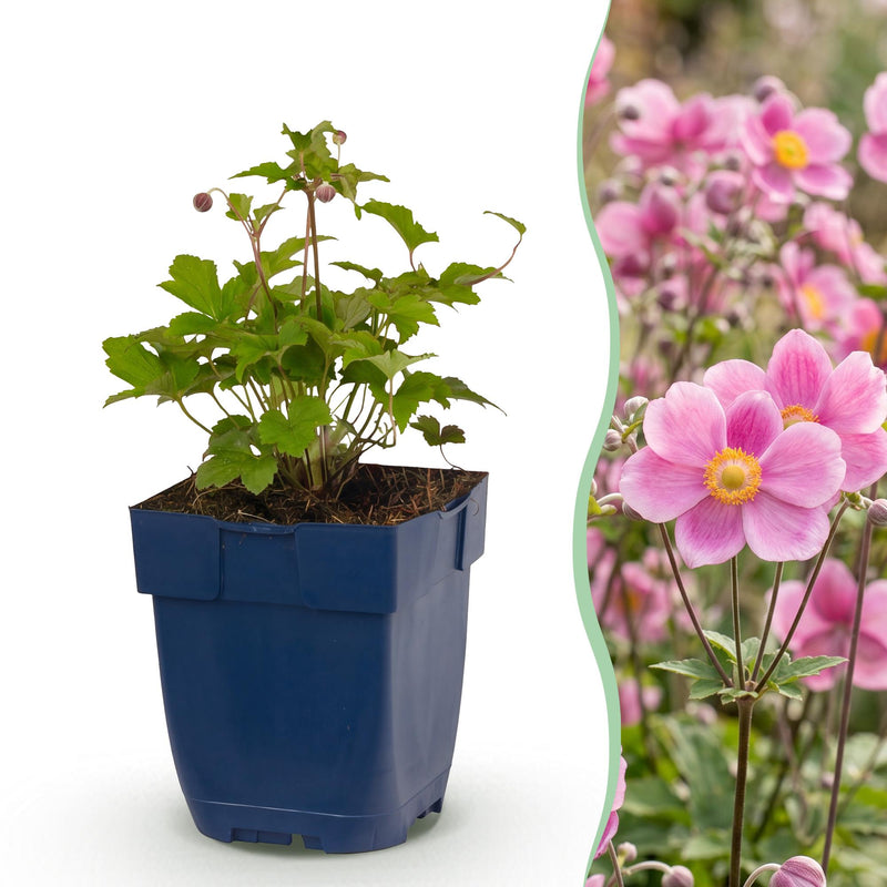 Green boutiQ - Vasteplant - Anemone hup. Splendens - Herfst Anemoon - Schaduw - Donker Roze - 24 Planten - Pot 11cm - Hoogte 15-25cm
