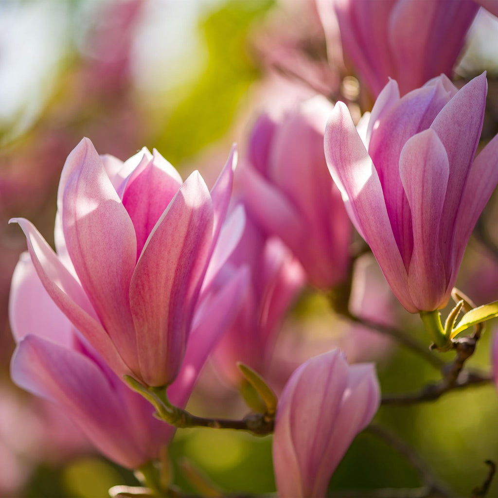 Green boutiQ - Plante de jardin - Magnolia Heaven Scent - Fleur rose - 3 plantes - Caduc - Peu d'entretien - Pot 12 cm Hauteur 30 cm