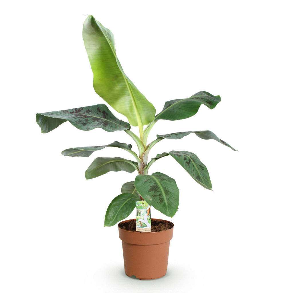 Green BoutiQ - Green is... Plantes d'intérieur - Musa acuminata Dwarf Cavendish - Bananier - Peu d'entretien - Vert - 1 plante - Pot 21cm - Hauteur 70-75cm