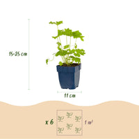 Green boutiQ - Vasteplant - Delphinium (P) Black Knight - Ridderspoor - Bijen en Vlinderlokkers - Paars - 24 Planten - Pot 11cm - Hoogte 15-25cm