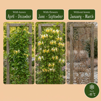 Lonicera jap. 'Halliana' - Hall's honeysuckle - White - Yellow - Climber - Ø9cm - ↕35cm