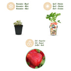 Green boutiQ - Plants fruitiers - Fraisier - Fragaria Maxim - Rustique - 3 plantes - Pot 9 cm - Fraise rouge