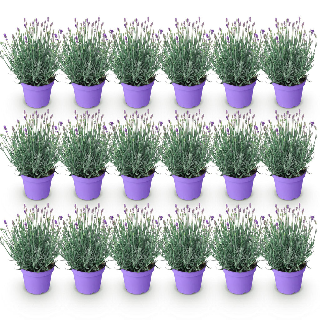 Green boutiQ - Plante de jardin - Lavandula angustifolia Munstead - Lavande - Rustique - Violet - 18 plantes - Pot 12cm - Hauteur 15-25cm