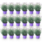 Green boutiQ - Plante de jardin - Lavandula angustifolia Munstead - Lavande - Rustique - Violet - 18 plantes - Pot 12cm - Hauteur 15-25cm