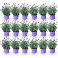 Green boutiQ - Tuinplant - Lavandula angustifolia Munstead - Lavendel - Winterhard - Paars - 18 Planten - Pot 12cm - Hoogte 15-25cm