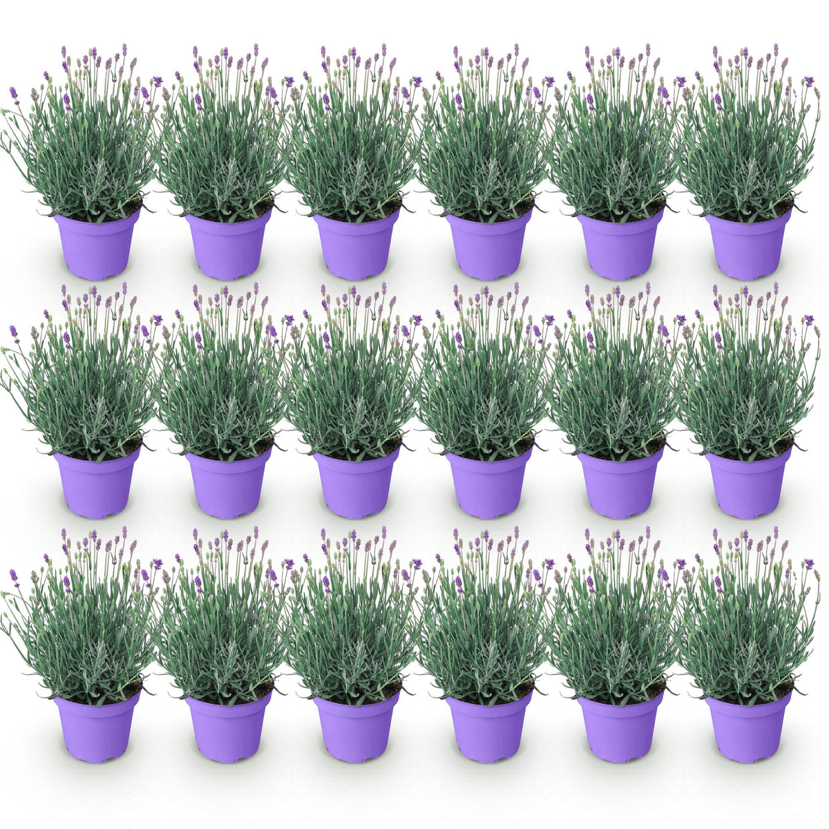 Green boutiQ - Plante de jardin - Lavandula angustifolia Munstead - Lavande - Rustique - Violet - 18 plantes - Pot 12cm - Hauteur 15-25cm