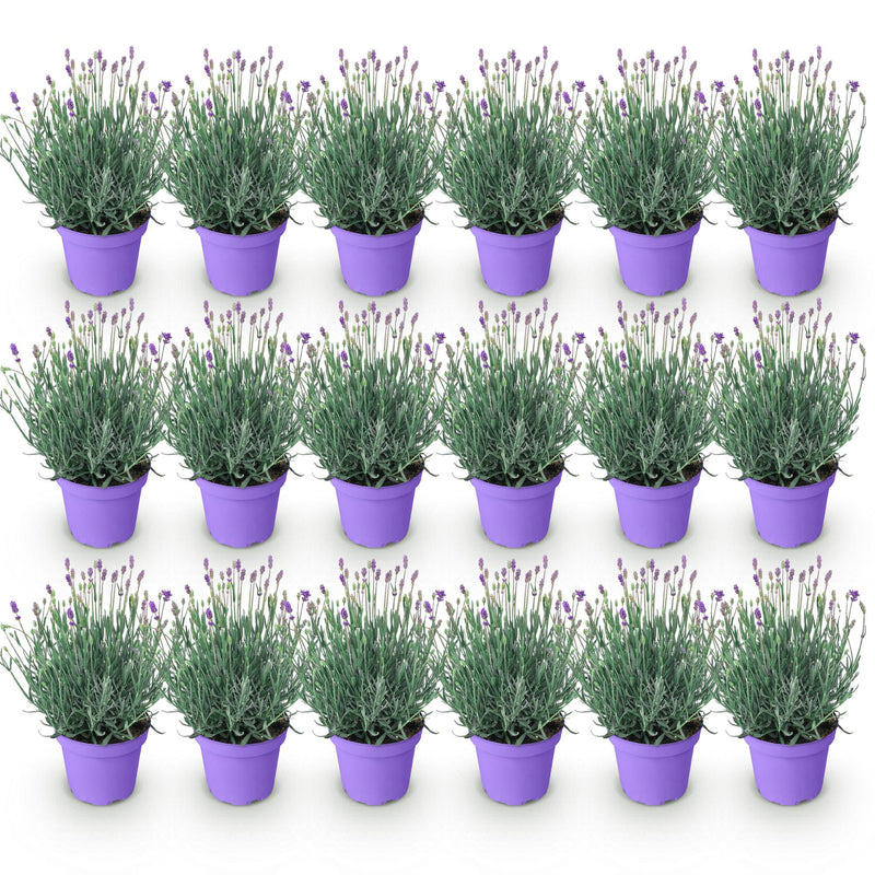 Green boutiQ - Tuinplant - Lavandula angustifolia Munstead - Lavendel - Winterhard - Paars - 18 Planten - Pot 12cm - Hoogte 15-25cm