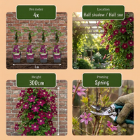 2x Clematis Rouge Cardinal - Klimroos Rouge Cardinal - Rood - Klimplant - Ø9cm - ↕35cm
