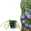Plante vivace - Vinca minor - Petite pervenche - Couvre-sol - Bleu - 6 plantes - Pot 11cm - Hauteur 15-25cm