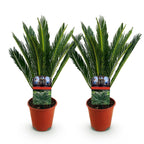 Green boutiQ - Plante d'intérieur - Cycas revoluta - Palmier sagou - Faible entretien - Vert - 2 - Pot 15cm - Hauteur 45-55cm