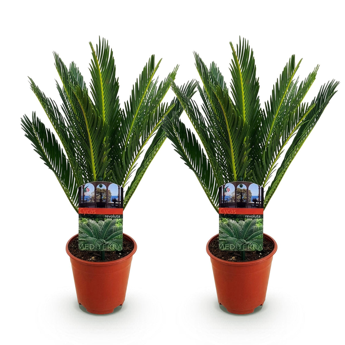 Green boutiQ - Plante d'intérieur - Cycas revoluta - Palmier sagou - Faible entretien - Vert - 2 - Pot 15cm - Hauteur 45-55cm