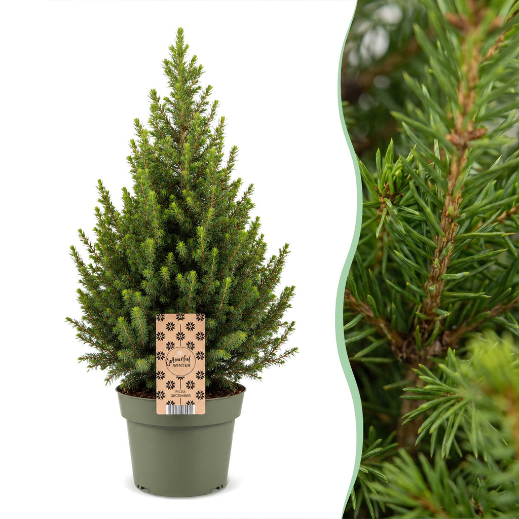 2x Picea glauca Conica - Dwarf Alberta Spruce - Green - Christmas tree - Ø19cm - ↕65cm