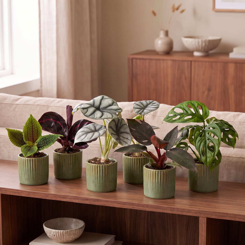 6x Baby Jungle Mix - Various colours - Tropical - incl. Linnea Olive - Ø6cm - ↕10-15cm