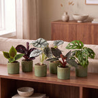 6x Baby Jungle Mix - Various colours - Tropical - incl. Linnea Olive - Ø6cm - ↕10-15cm