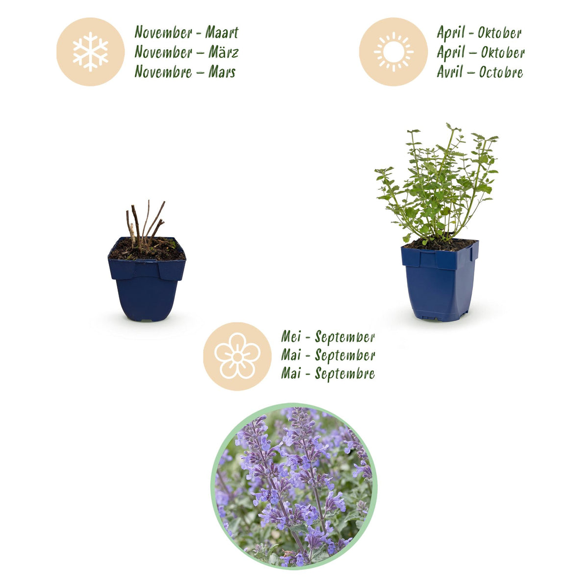 Green boutiQ - Plante vivace - Nepeta faassenii Walker's Low - Menthe à chat - Mellifère et attire les papillons - Bleu - 1 plante - Pot 11 cm - Hauteur 15-25 cm