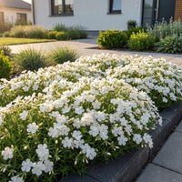 Green boutiQ - Vasteplant - Phlox Maischnee - Vlambloem - Bodembedekkend - Wit - 3 Planten - Pot 11cm - Hoogte 15-25cm
