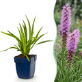 Green boutiQ - Stauden - Liatris spicata - Prachtscharte - Bienen- und Schmetterlingsmagnet - Lila - 24 Pflanzen - Topf 11cm - Höhe 15-25cm