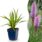 Green boutiQ - Stauden - Liatris spicata - Prachtscharte - Bienen- und Schmetterlingsmagnet - Lila - 24 Pflanzen - Topf 11cm - Höhe 15-25cm