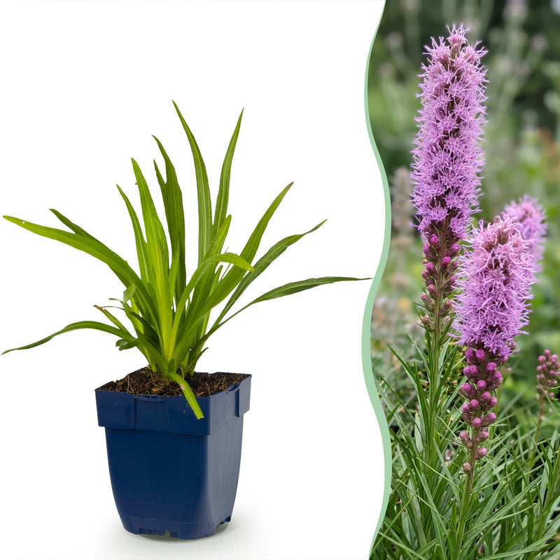 Green boutiQ - Vasteplant - Liatris spicata - Lampenkruid - Bijen- en vlinderlokkers - Paars - 24 Planten - Pot 11cm - Hoogte 15-25cm