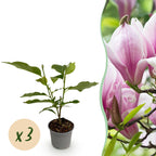 Green boutiQ - Plante de jardin - Magnolia George Henry Kern - Fleur rose - 3 plantes - Caduc - Peu d'entretien - Pot 12 cm Hauteur 30 cm