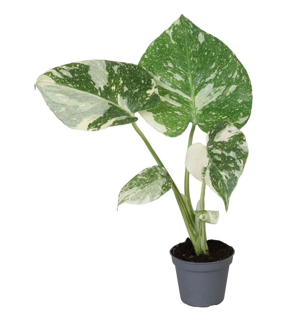 Monstera Thai Constellation - Thai Constellation Monstera - Green - White - Tropical - Ø6cm - ↕14cm