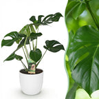 Green BoutiQ - Plantes d'intérieur - Monstera Deliciosa - Plante à trous - Peu d'entretien - Vert - 1 plante - avec pot blanc - Pot 21 cm - Hauteur 70-80 cm