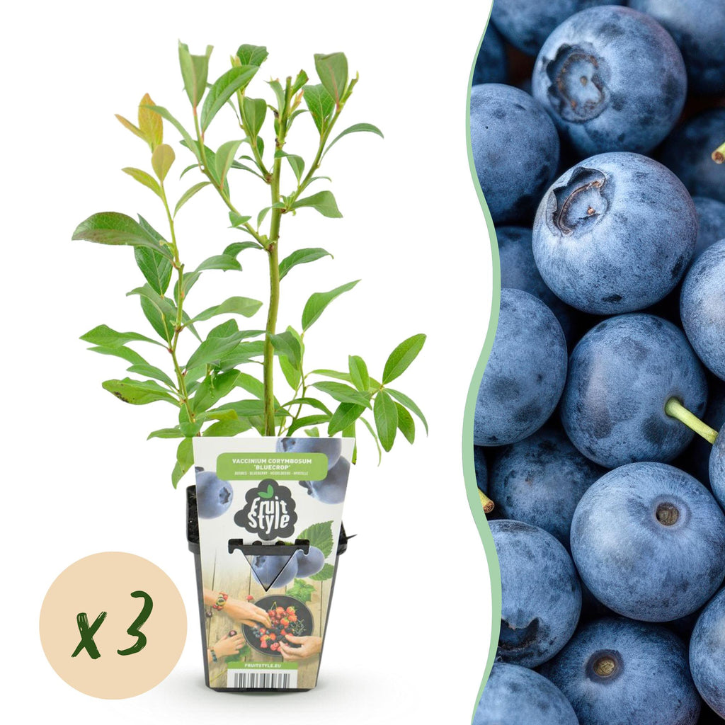 Green boutiQ - Plants fruitiers - Myrtille - Vaccinium corymbosum Bluegold - Rustique - 3 plants - Pot 9 cm - Myrtille