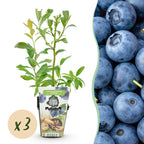 Green boutiQ - Plants fruitiers - Myrtille - Vaccinium corymbosum Bluegold - Rustique - 3 plants - Pot 9 cm - Myrtille