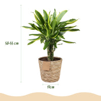 Green BoutiQ - Green is... Kamerplanten - Dracaena fragrans Golden Coast - Drakenbloedboom - Weinig onderhoud - met mand - Groen - 1 Plant - Pot 17cm - Hoogte 50-55cm