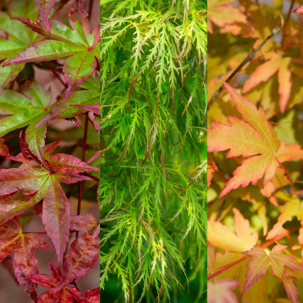Green boutiQ - Plante de jardin - Acer palmatum Tricolour - Rouge-Vert-Orange - 3 Plantes - Caduc - Peu d'entretien - Pot 12cm Hauteur 35cm