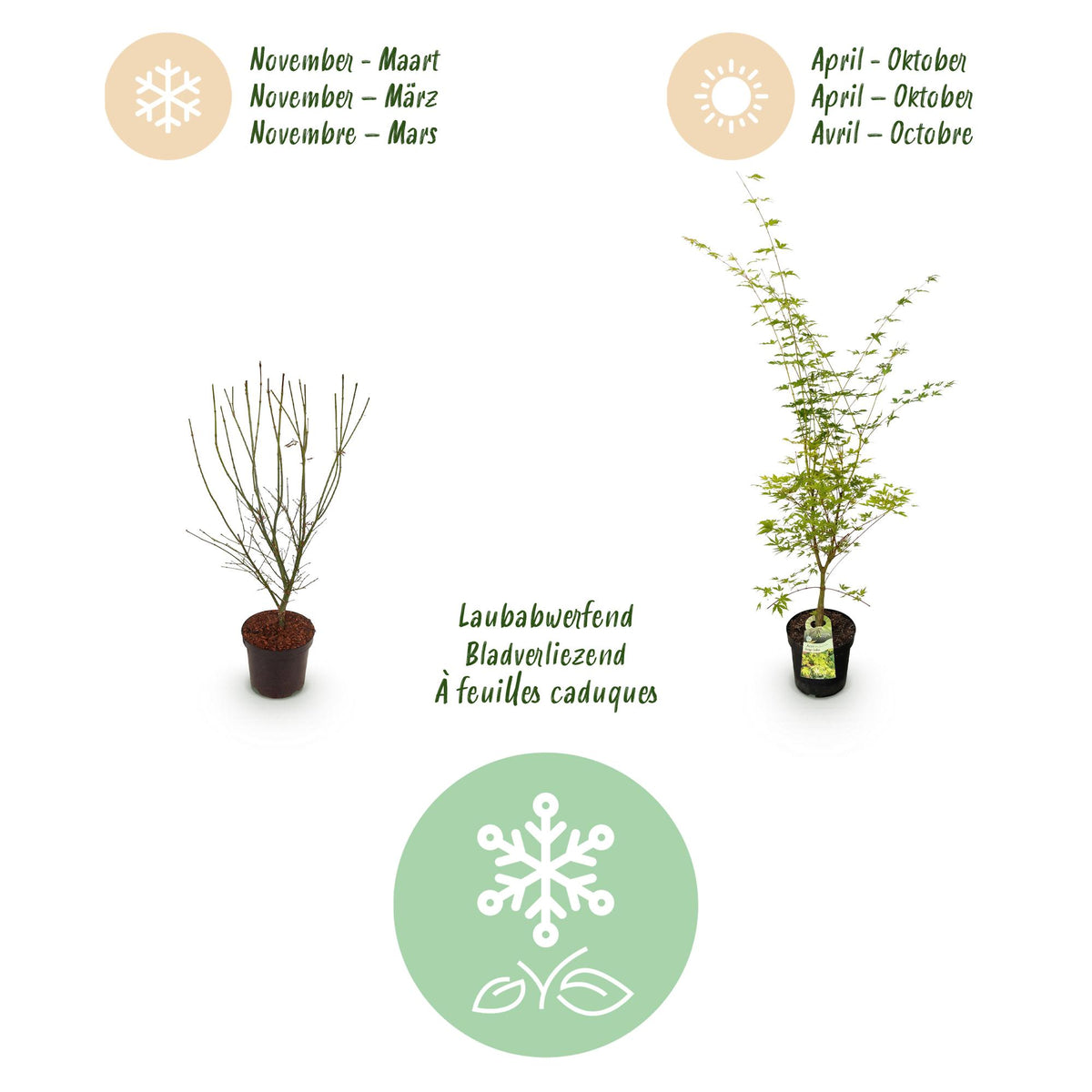 Green boutiQ - Plante de jardin - Acer palmatum Sangokaku - Érable du Japon - Caduc - Vert - 1 - Pot 26cm - Hauteur 90cm