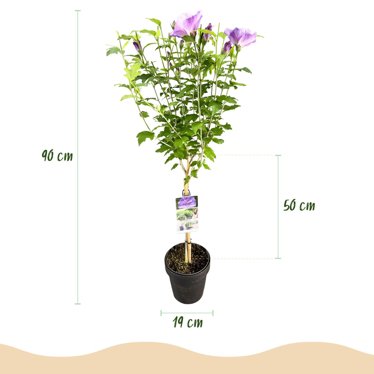 Green boutiQ - Plante sur tige - Hibiscus syriacus Lavender Chiffon® - Plante de terrasse - Caduc - Rustique - Fleur violette - Pot 19 cm, hauteur 90 cm