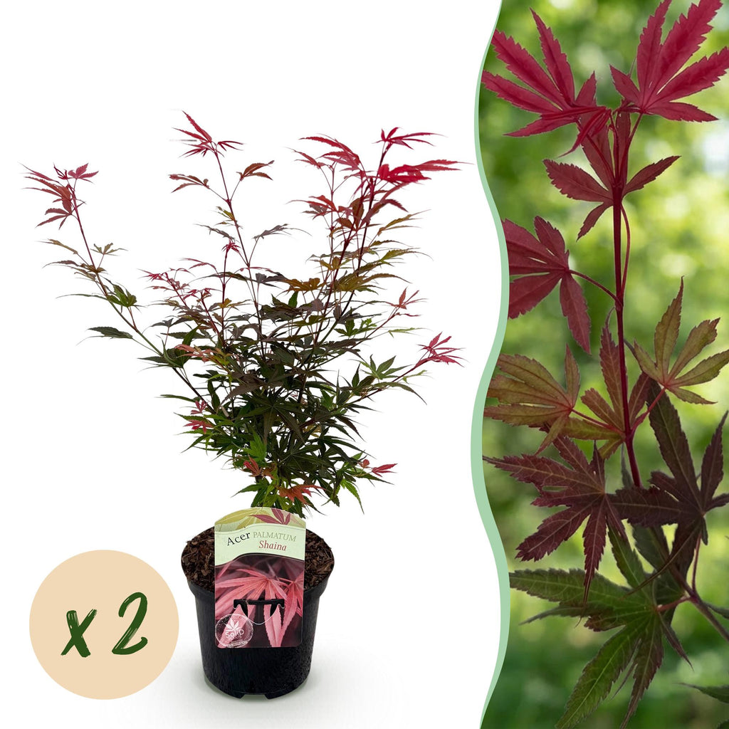 Green boutiQ - Plante de terrasse - Érable du Japon - Acer palmatum Shaina - Rouge - 2 Plantes - Caduc - Pot 19 cm Hauteur 70 cm