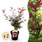 Green boutiQ - Plante de terrasse - Érable du Japon - Acer palmatum Shaina - Rouge - 2 Plantes - Caduc - Pot 19 cm Hauteur 70 cm