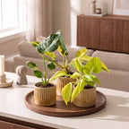 3x Baby Tropical Mix - Various colours - Tropical - incl. Linnea Honey - Ø6cm - ↕10-15cm
