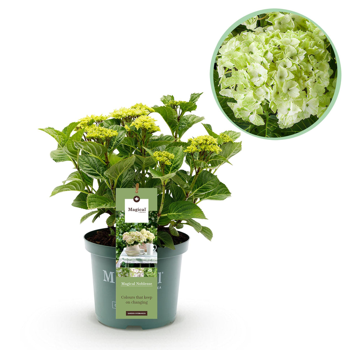 Green boutiQ - Terrassenpflanze - Hortensie - Hydrangea Magical Nobless - Weiß - 6-10 Blüten - Topf 23 cm Höhe 55 cm