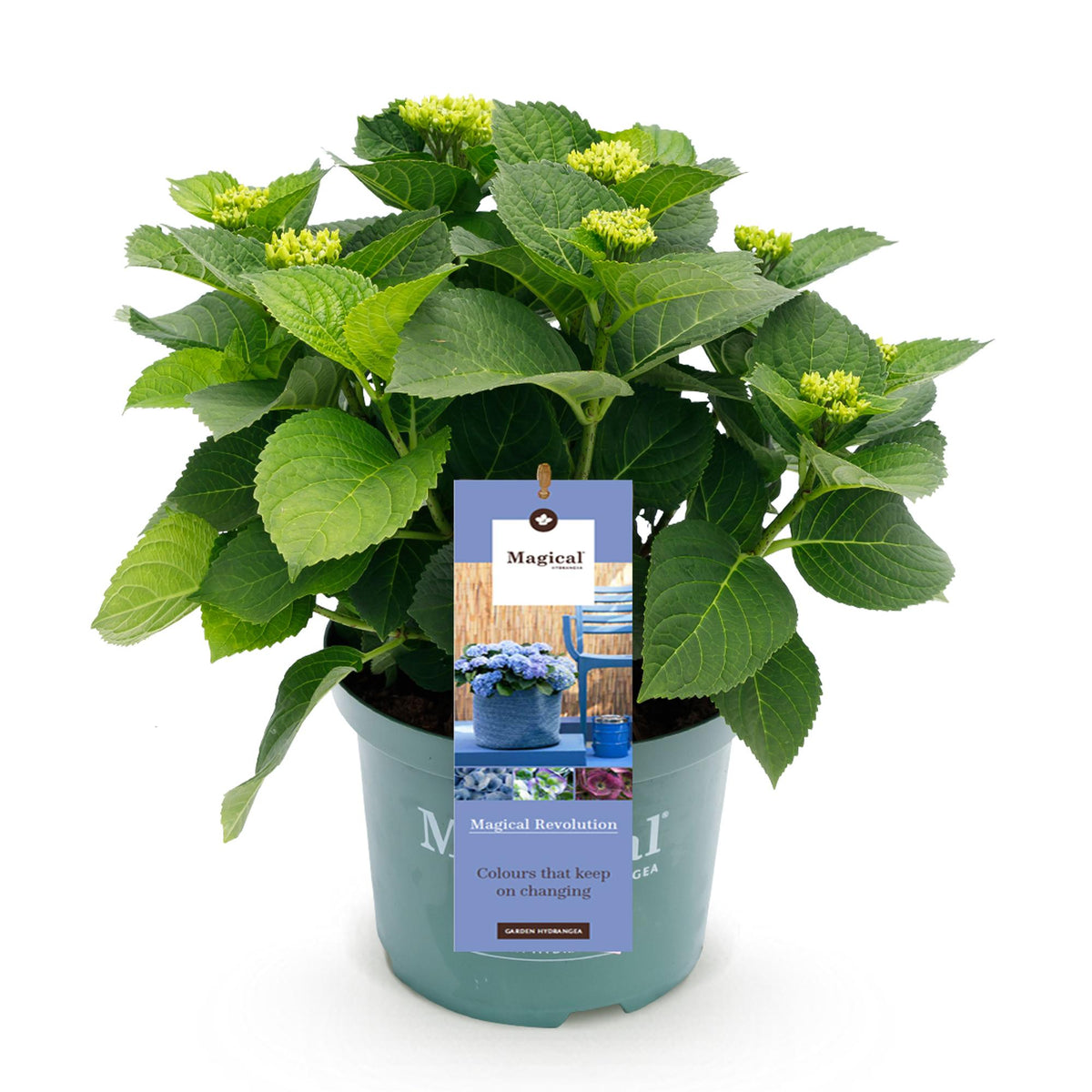 Green boutiQ - Plante de terrasse - Hortensia - Hydrangea Magical Revolution Blue - Bleu - 6-10 fleurs - Pot 23 cm Hauteur 55 cm