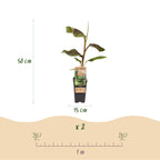 Green boutiQ - Plante fruitière - Musa Ever Red - Bananier - Rustique - Vert-Rouge - 2 plantes - Pot 15 cm - Hauteur 50 cm
