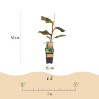 Green boutiQ - Fruitplant - Musa Ever Red - Bananenboom - Winterhard - Groen-Rood - 2 Planten - Pot 15cm - Hoogte 50cm