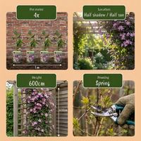 2x Clematis mont. 'Mayleen' - Mountain clematis - Light Pink - Climber - Ø9cm - ↕35cm