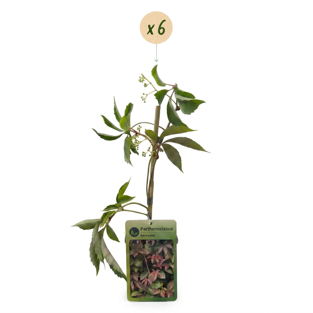 6x Parthenocissus henryana - Chinese Virginia Creeper - Green - Climber - Ø9cm - ↕35cm